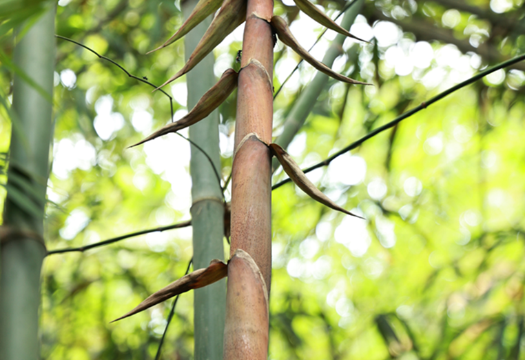 Tre đắng Yên tử (Arundinaria sp 2)